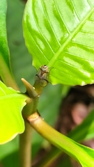 Cyphoceratopini