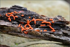 Willkommlangea reticulata