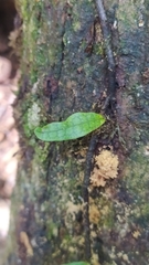 Microgramma lycopodioides