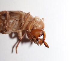 Meimuna opalifera