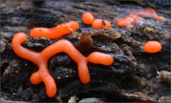 Willkommlangea reticulata