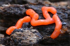 Willkommlangea reticulata