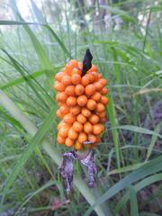 Anchomanes difformis