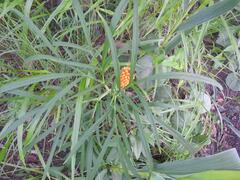 Anchomanes difformis