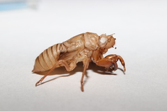 Meimuna opalifera