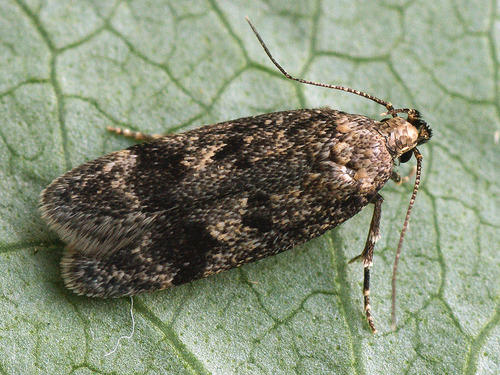 Scotinella
