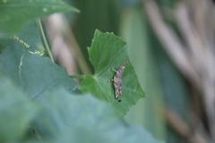 Gesonula punctifrons