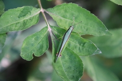 Gesonula punctifrons