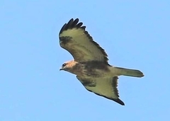 Buteo refectus