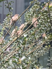 Passer domesticus