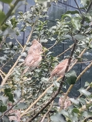 Passer domesticus
