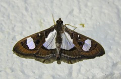 Glyphodes actorionalis