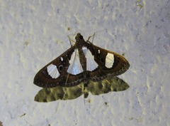 Glyphodes actorionalis