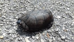 Kinosternon creaseri