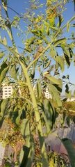 Brachychiton populneus