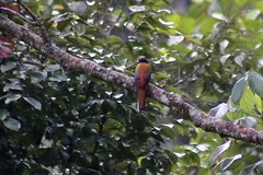 Harpactes duvaucelii