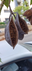 Brachychiton populneus