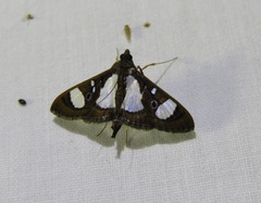 Glyphodes actorionalis