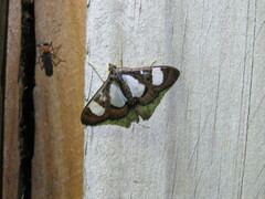 Glyphodes actorionalis