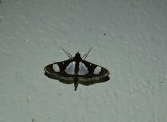 Glyphodes actorionalis