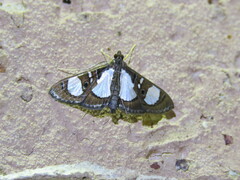 Glyphodes actorionalis