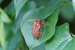 Graptopsaltria nigrofuscata