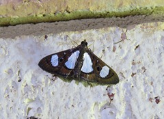 Glyphodes actorionalis