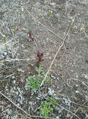 Gentianella auriculata