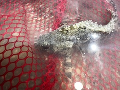 Centrogenys vaigiensis