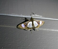 Glyphodes actorionalis