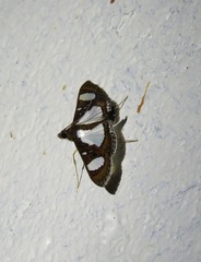 Glyphodes actorionalis