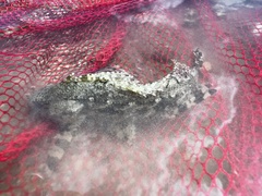 Centrogenys vaigiensis