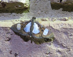 Glyphodes actorionalis