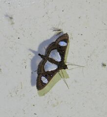 Glyphodes actorionalis