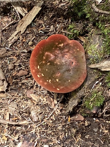 Russula sanguinea
