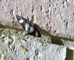 Glyphodes actorionalis