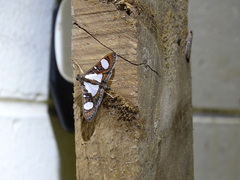 Glyphodes actorionalis