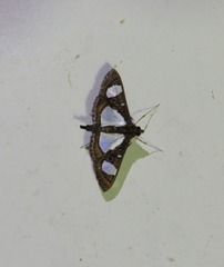 Glyphodes actorionalis