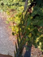 Elymus repens