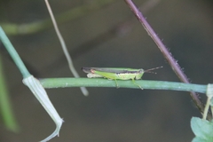 Gesonula punctifrons