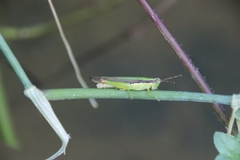 Gesonula punctifrons