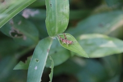 Gesonula punctifrons