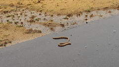 Afrotyphlops schlegelii