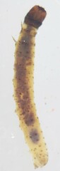 Niphograpta