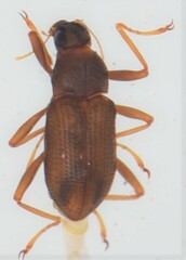 Pseudomacronychus