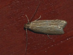 Helcystogramma albinervis