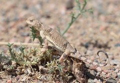 Phrynocephalus versicolor