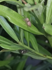 Salticinae