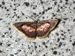 Tricentra quadrigata