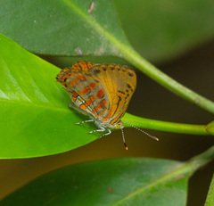 Hypochrysops apelles